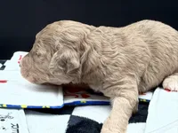 Lucky , a female Goldendoodle for sale in Sylvania, OH – Photo 7 of 8