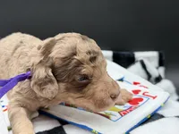 Parlay, a female Goldendoodle for sale in Sylvania, OH – Photo 4 of 8