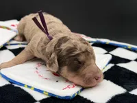 Parlay, a female Goldendoodle for sale in Sylvania, OH – Photo 7 of 8