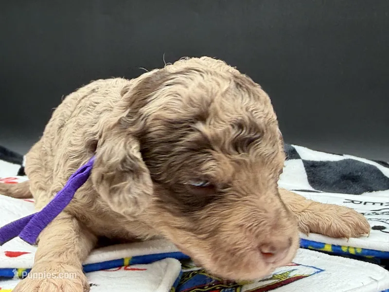 Parlay – Goldendoodle puppy for sale in Sylvania, OH