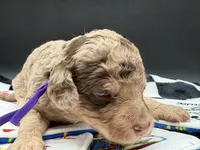 Parlay, a female Goldendoodle for sale in Sylvania, OH – Photo 1 of 8