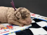Parlay, a female Goldendoodle for sale in Sylvania, OH – Photo 6 of 8