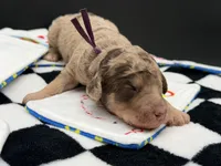 Parlay, a female Goldendoodle for sale in Sylvania, OH – Photo 8 of 8