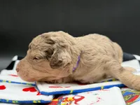 Parlay, a female Goldendoodle for sale in Sylvania, OH – Photo 2 of 8