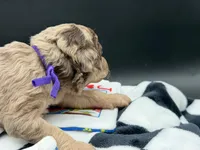 Parlay, a female Goldendoodle for sale in Sylvania, OH – Photo 5 of 8