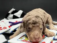 Parlay, a female Goldendoodle for sale in Sylvania, OH – Photo 3 of 8