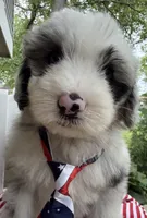 Big Daddy , a male Sheepadoodle for sale in Sylvania, OH – 2 of 8