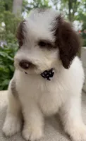 Pookie, a male Sheepadoodle for sale in Sylvania, OH – 2 of 9
