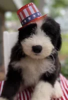 Mr.Right, a male Sheepadoodle for sale in Sylvania, OH – 3 of 8