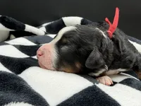 Valentina, a female Bernedoodle for sale in Sylvania, OH – Photo 4 of 9