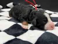 Valentina, a female Bernedoodle for sale in Sylvania, OH – Photo 6 of 9