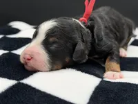 Valentina, a female Bernedoodle for sale in Sylvania, OH – Photo 9 of 9