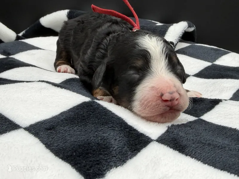 Valentina – Bernedoodle puppy for sale in Sylvania, OH