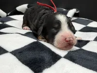 Valentina, a female Bernedoodle for sale in Sylvania, OH – Photo 1 of 9