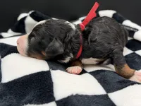 Valentina, a female Bernedoodle for sale in Sylvania, OH – Photo 8 of 9