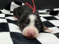 Valentina, a female Bernedoodle for sale in Sylvania, OH – Photo 2 of 9