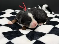 Valentina, a female Bernedoodle for sale in Sylvania, OH – Photo 3 of 9