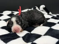 Valentina, a female Bernedoodle for sale in Sylvania, OH – Photo 5 of 9