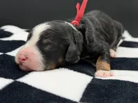 Valentina, a female Bernedoodle for sale in Sylvania, OH – Photo 7 of 9