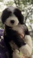 Mr.Right, a male Sheepadoodle for sale in Sylvania, OH – 2 of 8
