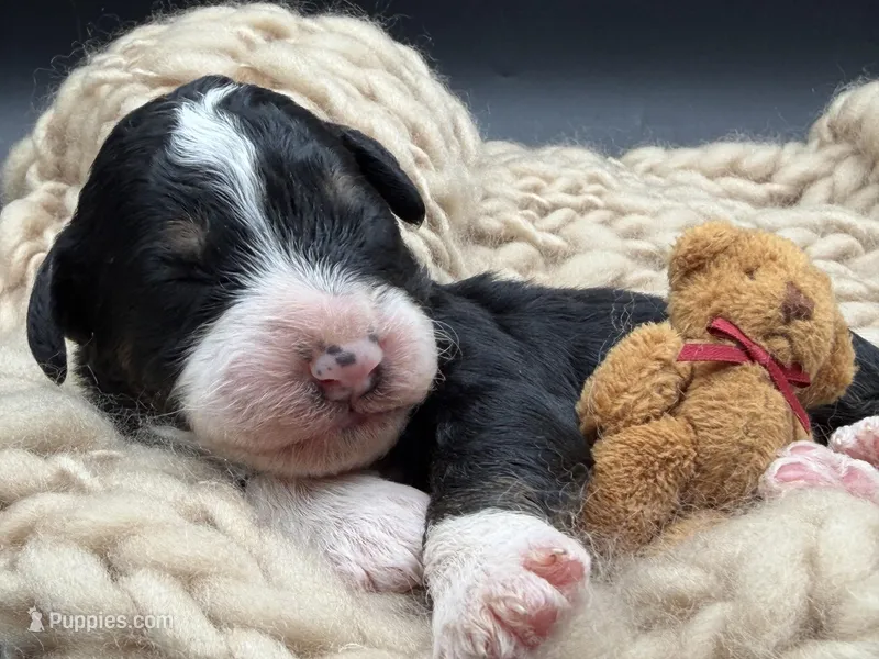 Alastair – Bernedoodle puppy for sale in Sylvania, OH