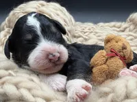 Alastair, a male Bernedoodle for sale in Sylvania, OH – Photo 1 of 7