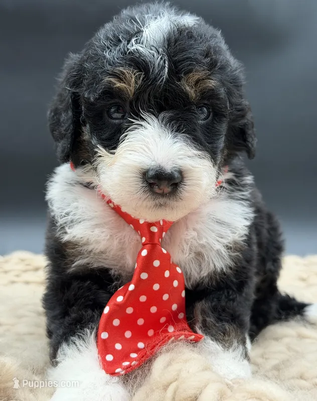 Alastair – Bernedoodle puppy for sale in Sylvania, OH