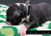 Alastair, a male Bernedoodle for sale in Sylvania, OH – Photo 5 of 7
