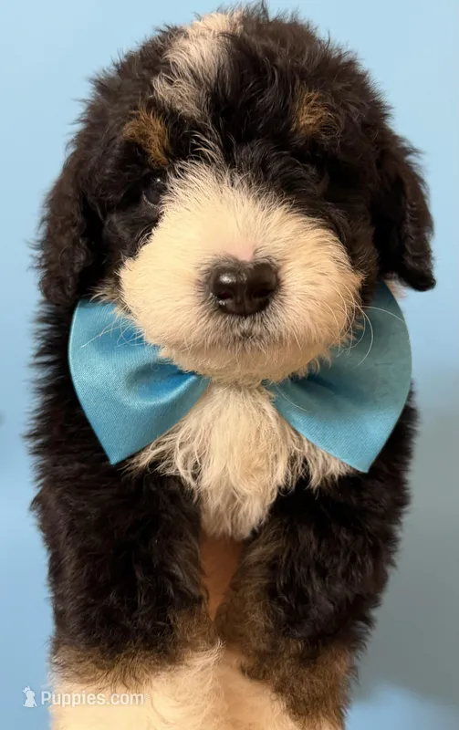 Alastair – Bernedoodle puppy for sale in Sylvania, OH