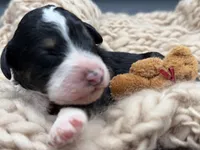 Alastair, a male Bernedoodle for sale in Sylvania, OH – Photo 4 of 7
