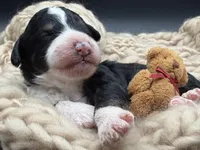 Alastair, a male Bernedoodle for sale in Sylvania, OH – Photo 2 of 7