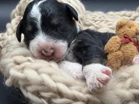 Alastair, a male Bernedoodle for sale in Sylvania, OH – Photo 3 of 7