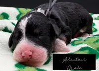 Alastair, a male Bernedoodle for sale in Sylvania, OH – Photo 6 of 7