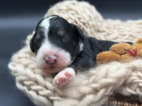 Alastair, a male Bernedoodle for sale in Sylvania, OH – Photo 7 of 7