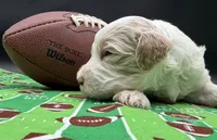 Marshmallow , a male Goldendoodle and Miniature Goldendoodle for sale in Sylvania, OH – Photo 4 of 10