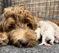 Marshmallow , a male Goldendoodle and Miniature Goldendoodle for sale in Sylvania, OH – Photo 7 of 10
