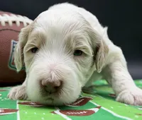 Marshmallow , a male Goldendoodle and Miniature Goldendoodle for sale in Sylvania, OH – Photo 3 of 10