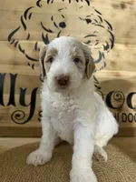 Marshmallow , a male Goldendoodle and Miniature Goldendoodle for sale in Sylvania, OH – Photo 10 of 10