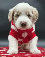 Marshmallow , a male Goldendoodle and Miniature Goldendoodle for sale in Sylvania, OH – Photo 1 of 10