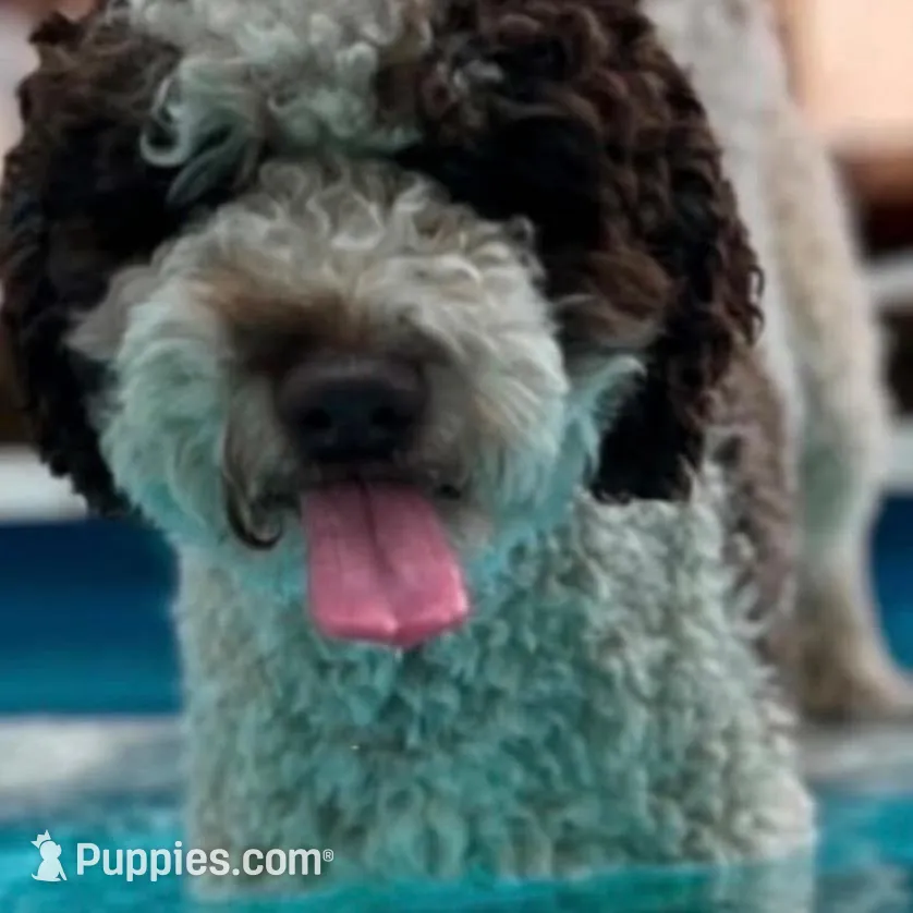 Marshmallow , a male Goldendoodle and Miniature Goldendoodle for sale in Sylvania, OH – Photo 6 of 10