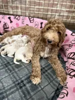 Marshmallow , a male Goldendoodle and Miniature Goldendoodle for sale in Sylvania, OH – Photo 8 of 10