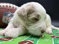 Marshmallow , a male Goldendoodle and Miniature Goldendoodle for sale in Sylvania, OH – Photo 5 of 10