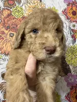 Lucky, a female Goldendoodle for sale in Sylvania, OH – Photo 3 of 6