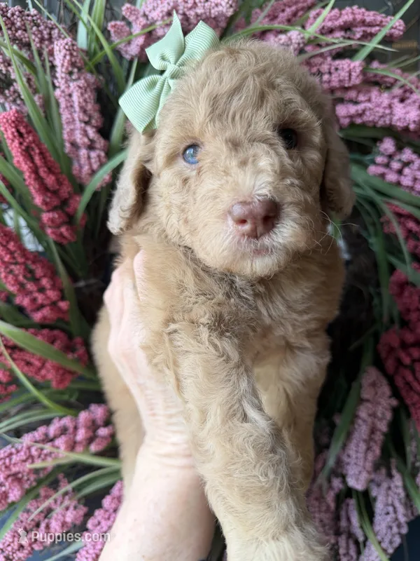 Lucky – Goldendoodle puppy for sale in Sylvania, OH