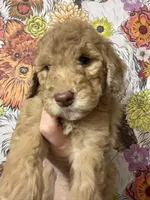 Lucky, a female Goldendoodle for sale in Sylvania, OH – Photo 4 of 6