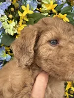 Lucky, a female Goldendoodle for sale in Sylvania, OH – Photo 2 of 6