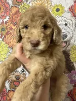Lucky, a female Goldendoodle for sale in Sylvania, OH – Photo 6 of 6