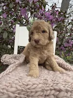 Lucky, a female Goldendoodle for sale in Sylvania, OH – Photo 5 of 6