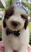 Pookie, a male Sheepadoodle for sale in Sylvania, OH – 3 of 9