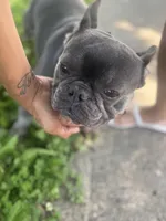 Kitana, a female French Bulldog for sale in Cincinnati, OH – 2 of 7